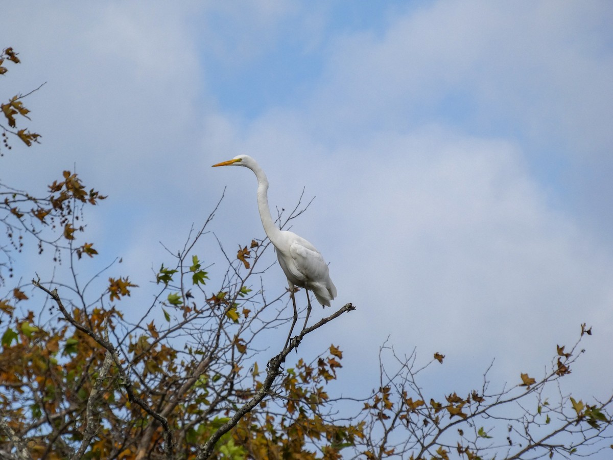 Great Egret - Lisa Willemsen