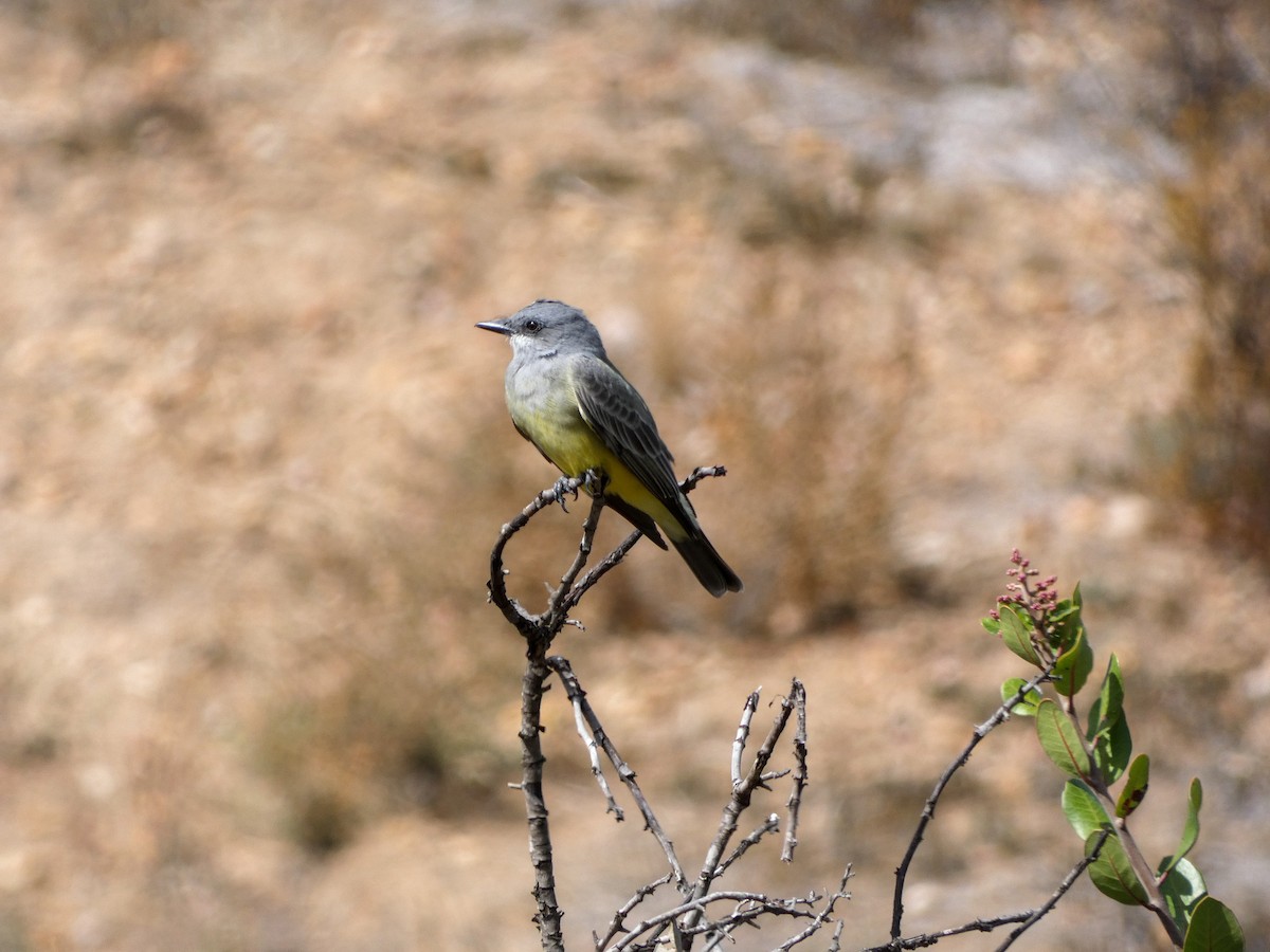 Cassin's/Western Kingbird - ML496896871