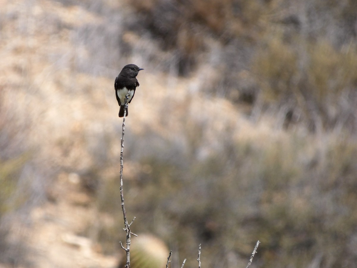 Black Phoebe - Lisa Willemsen