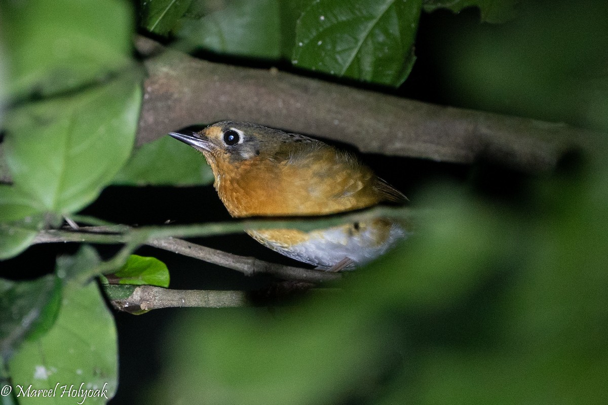 Orange Ground-Thrush - Marcel Holyoak