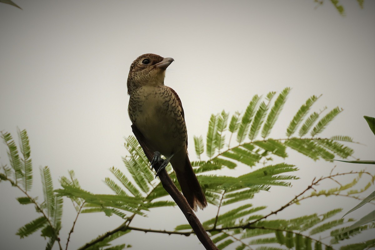 Tiger Shrike - ML496897691