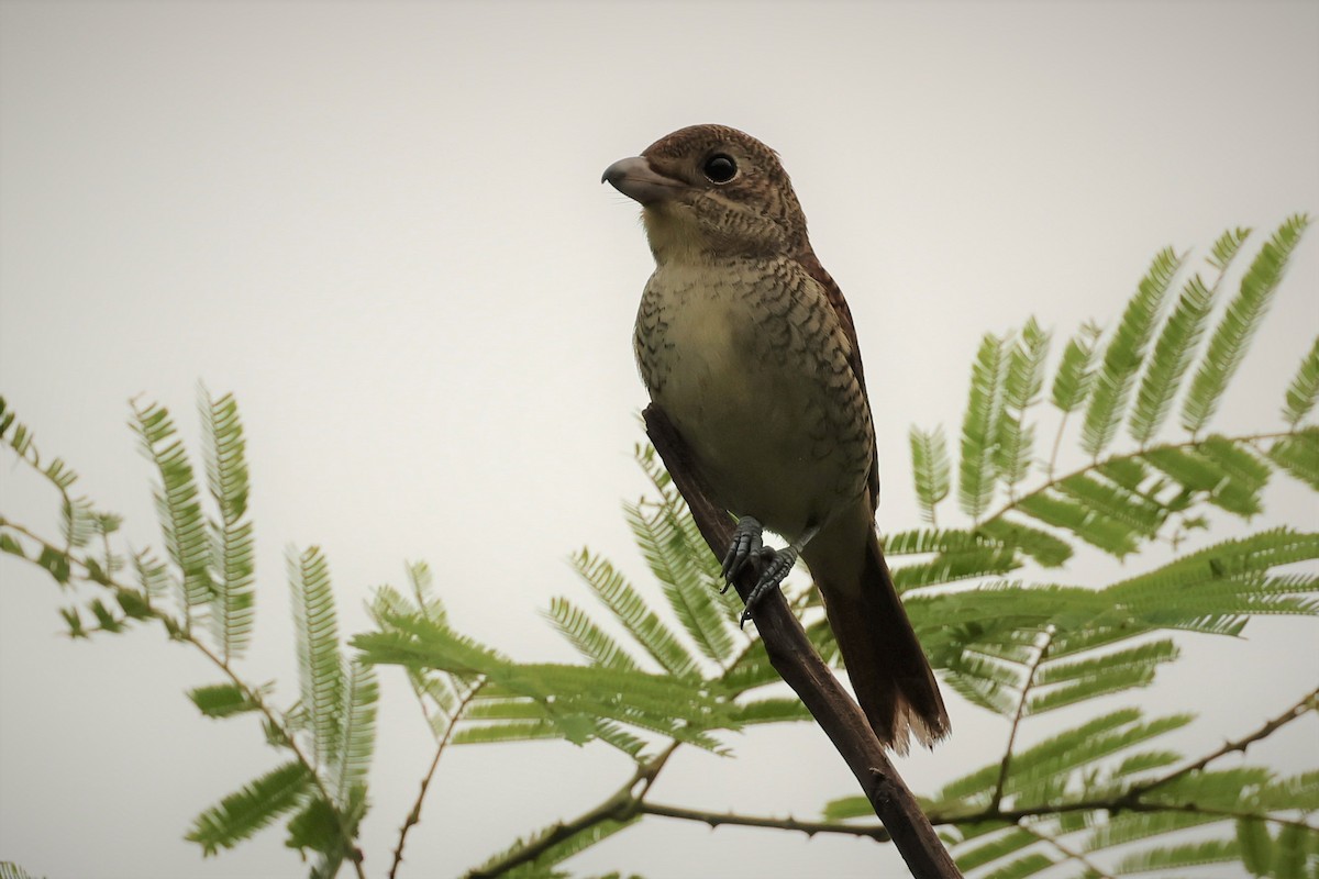 Tiger Shrike - ML496897701