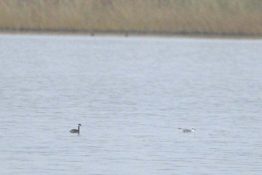 Horned Grebe - ML496897841