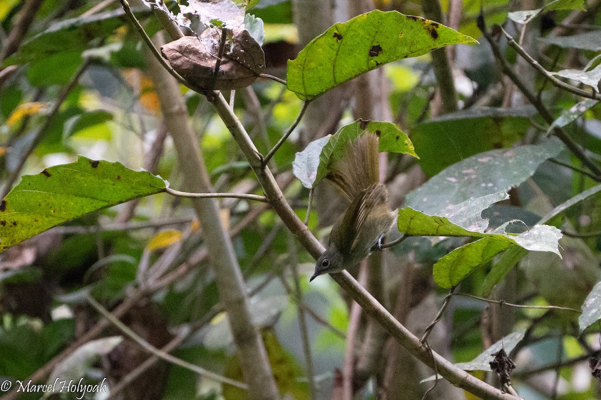 Little Greenbul - Marcel Holyoak