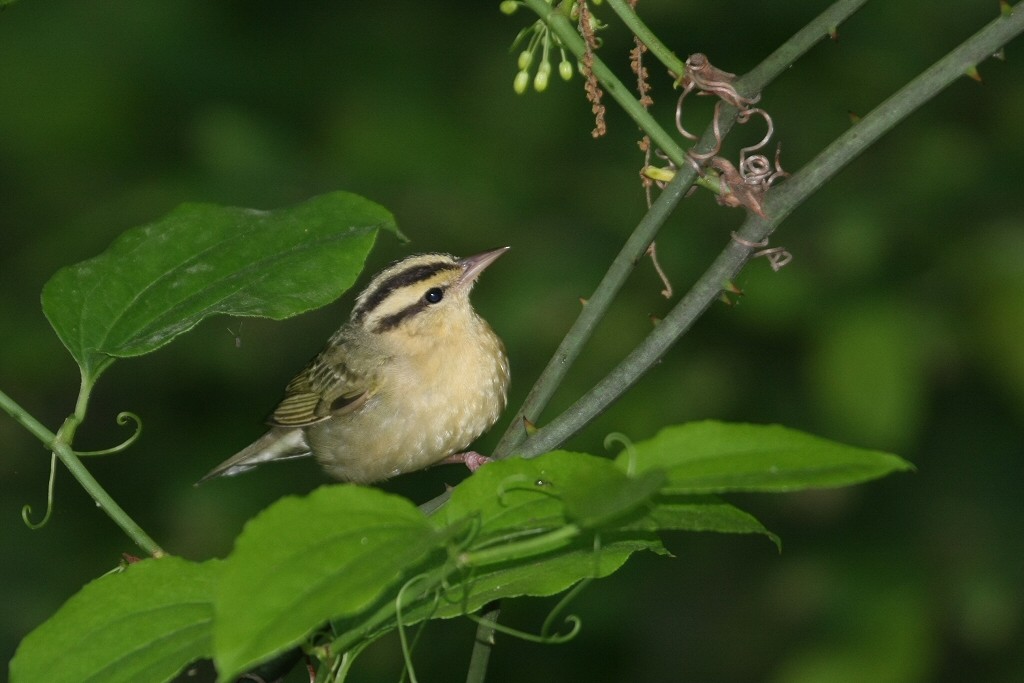 Worm-eating Warbler - ML49689861