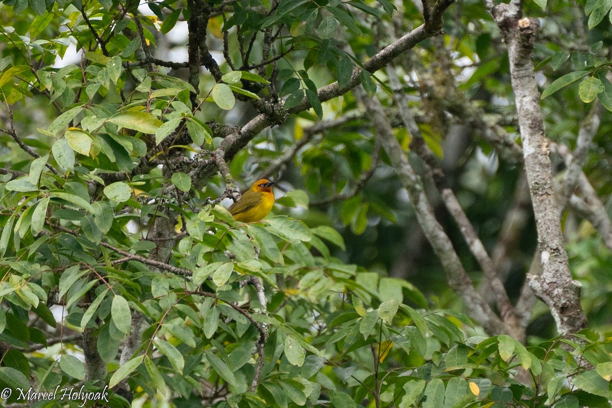 Spectacled Weaver - ML496898631