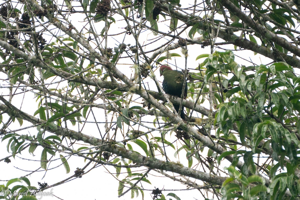 Fischer's Turaco - ML496898731