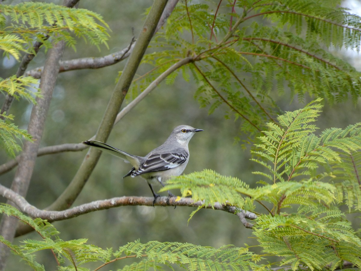 Northern Mockingbird - Lisa Willemsen