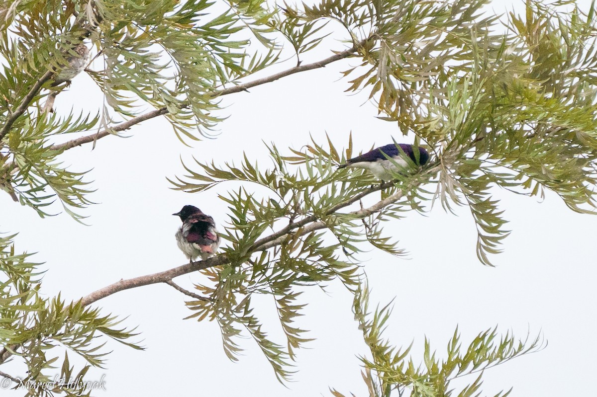 Eastern Violet-backed Sunbird - ML496899361