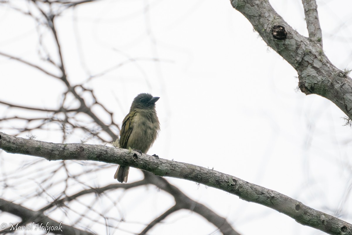 Green Barbet - ML496899861