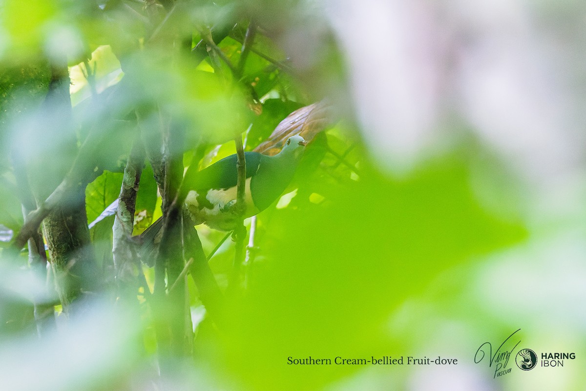 Cream-breasted Fruit-Dove - ML496902421