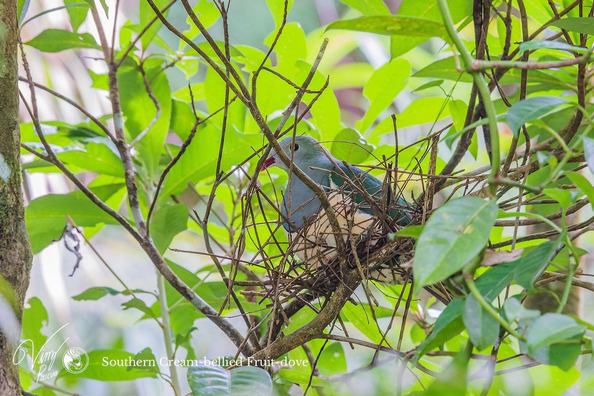 Cream-breasted Fruit-Dove - ML496902431