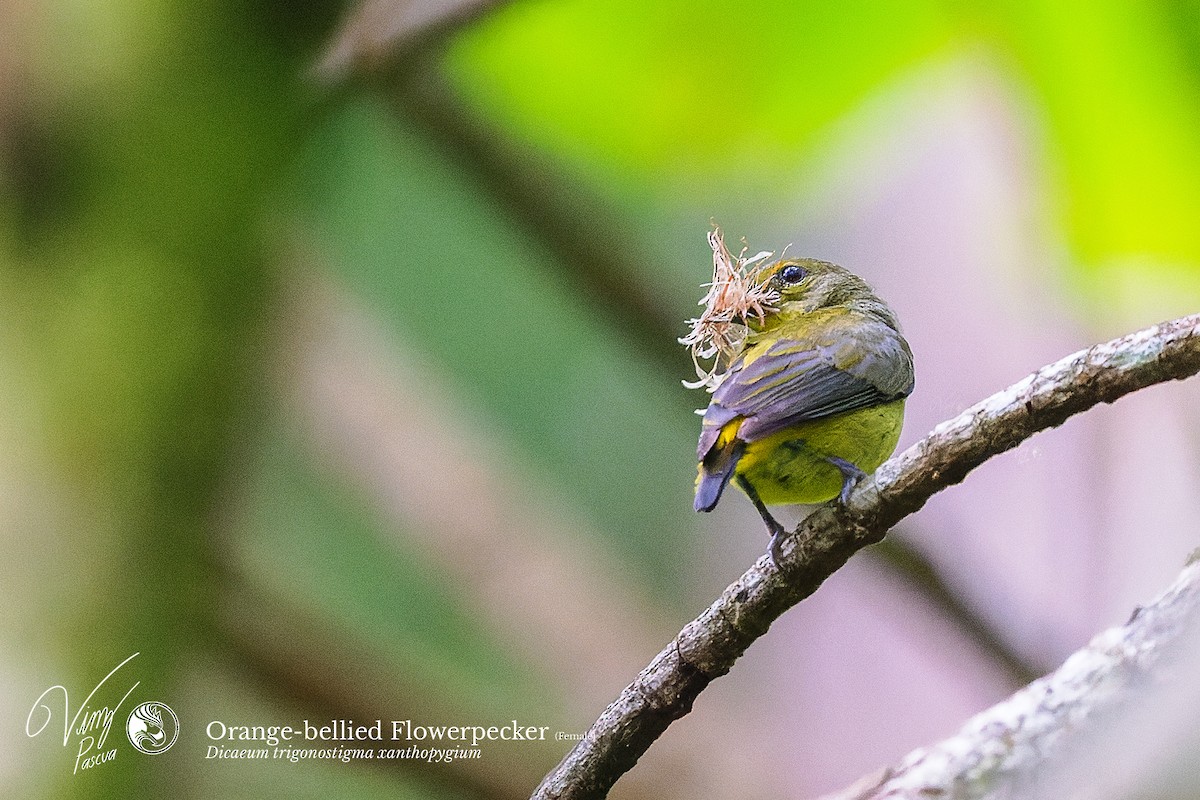 Orange-bellied Flowerpecker - ML496903021