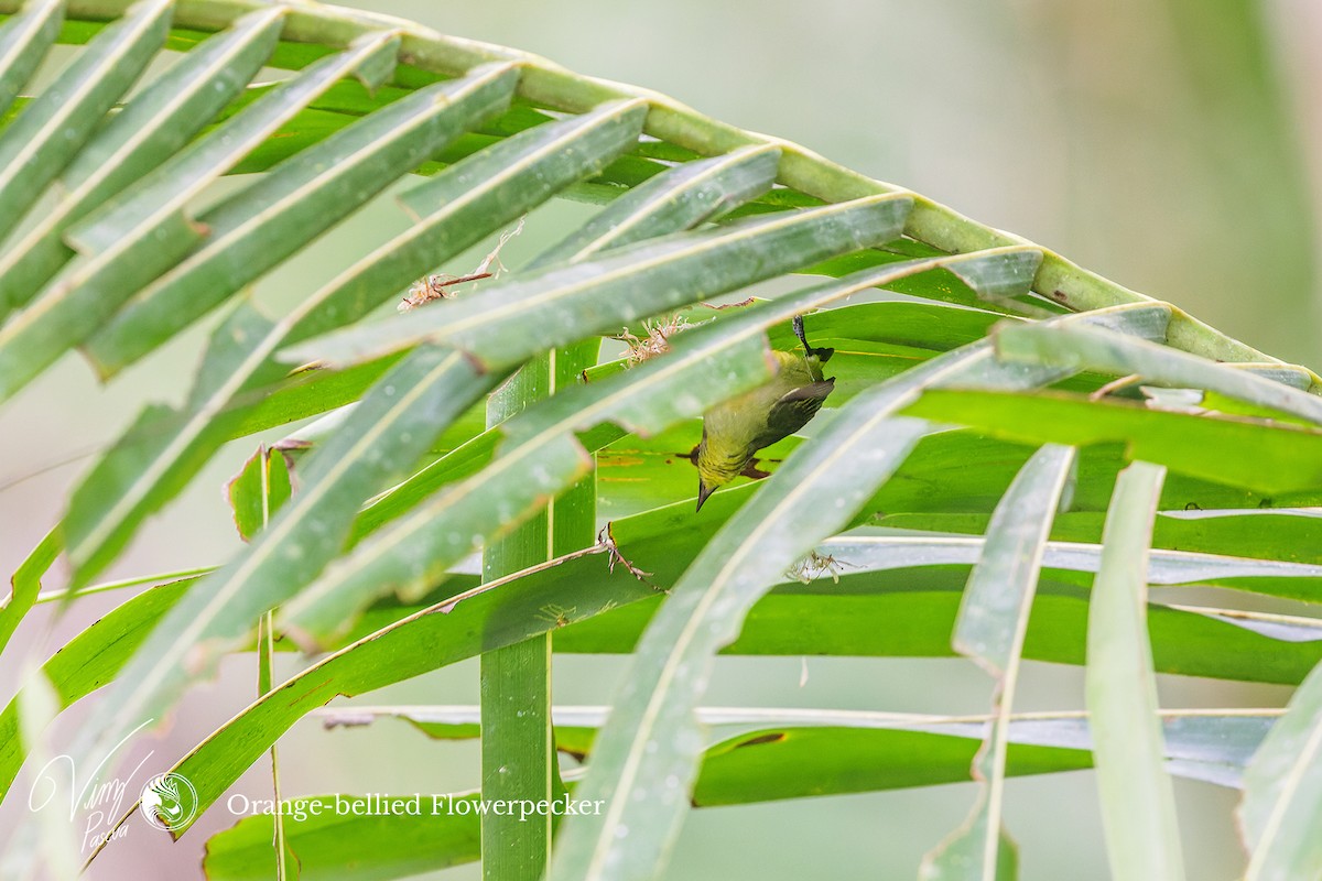 Orange-bellied Flowerpecker - ML496903051