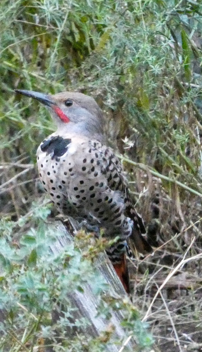 Northern Flicker - Lisa Willemsen