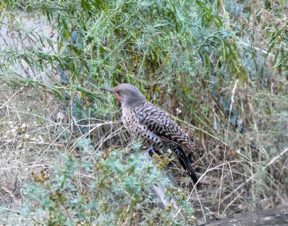 Northern Flicker - Lisa Willemsen