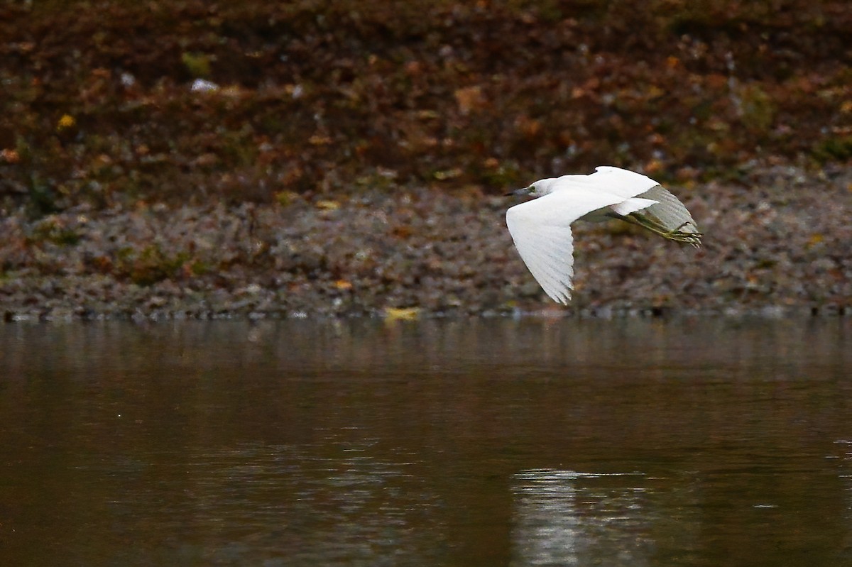 Little Blue Heron - Asher  Warkentin