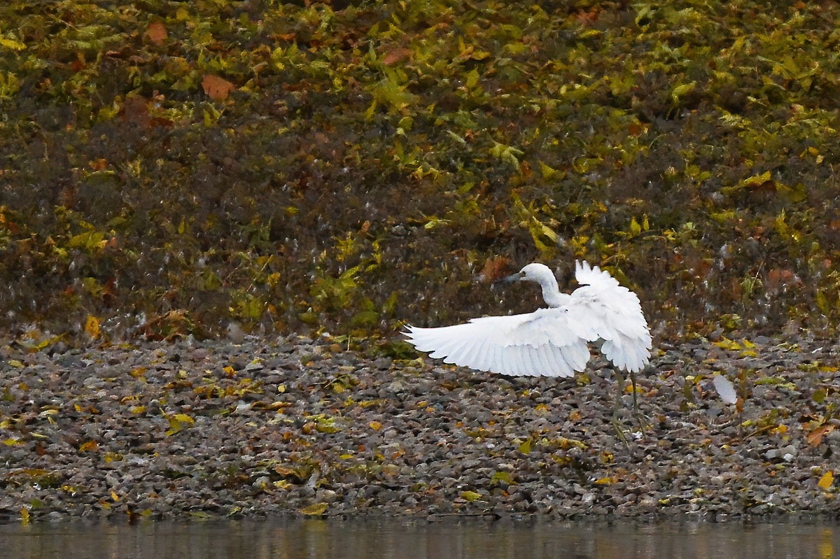 Little Blue Heron - Asher  Warkentin