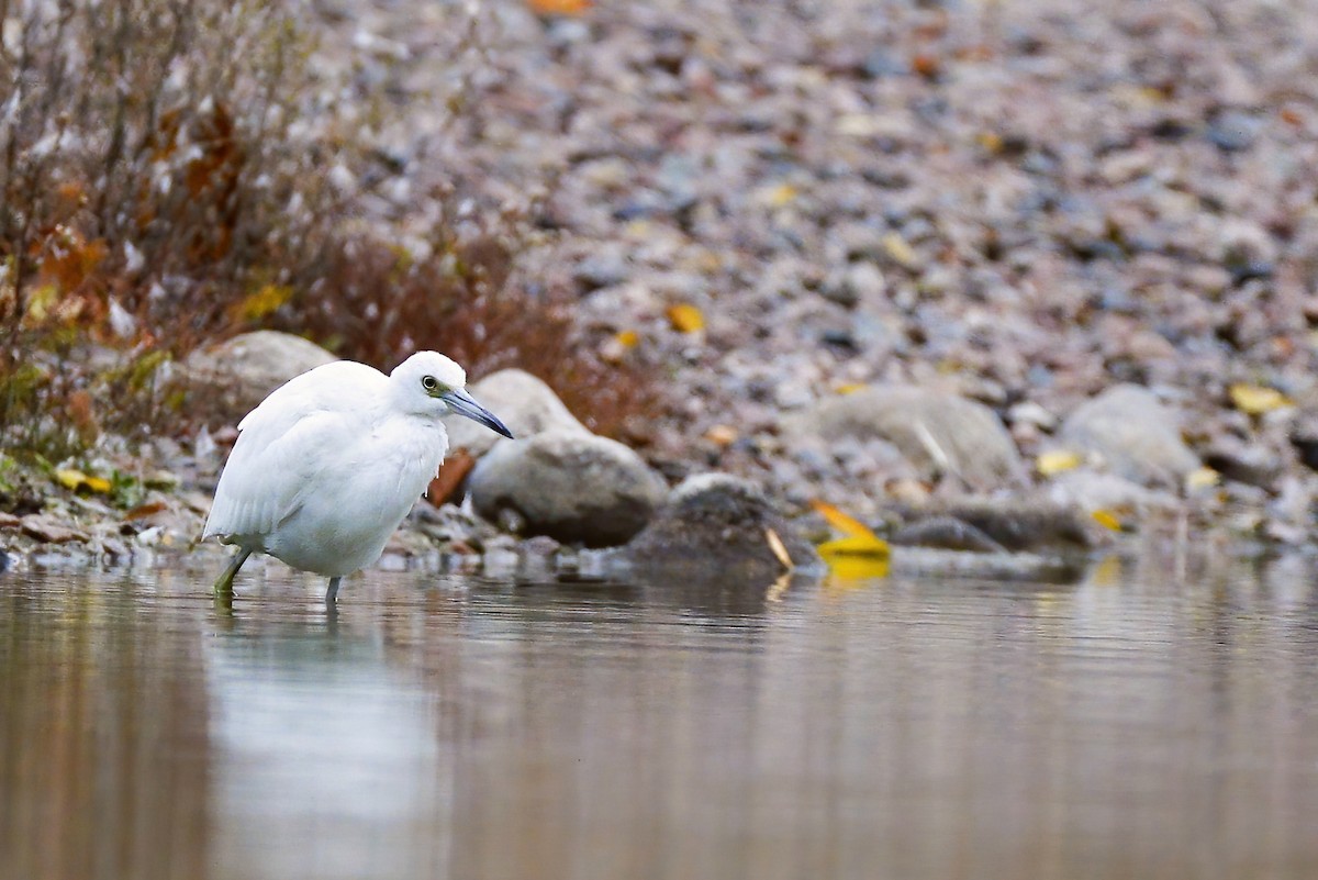 Little Blue Heron - ML496906321