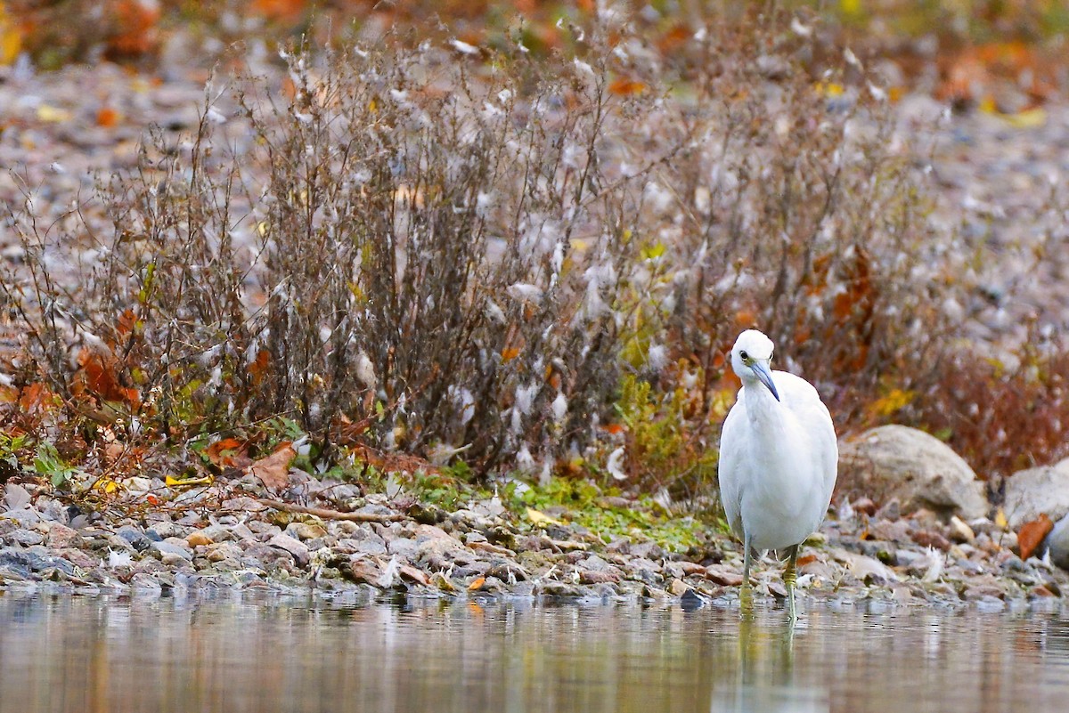 Little Blue Heron - Asher  Warkentin