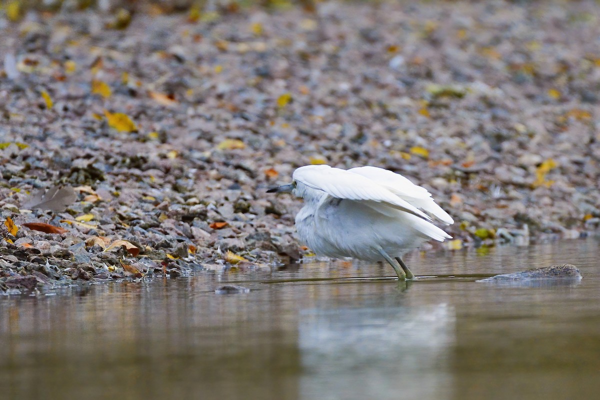 Little Blue Heron - Asher  Warkentin