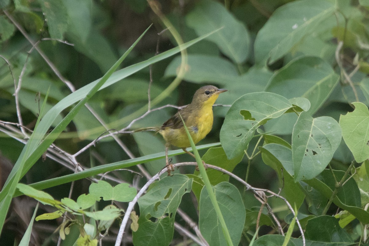 masked yellowthroat sp. - ML49690691