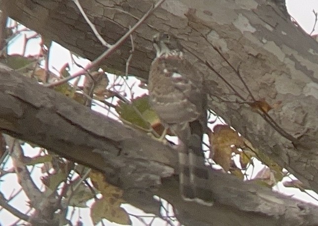 Sharp-shinned/Cooper's Hawk - ML496907351