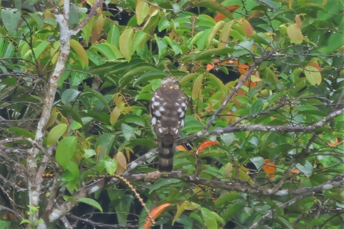 Japanese Sparrowhawk - ML496907691