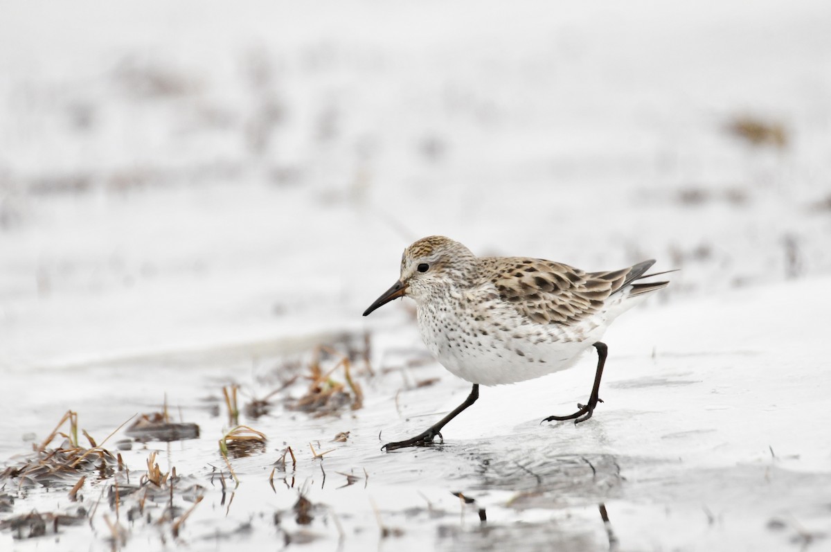 White-rumped Sandpiper - ML496908171