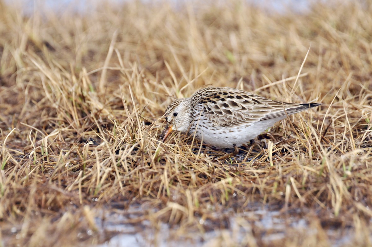 White-rumped Sandpiper - ML496908181