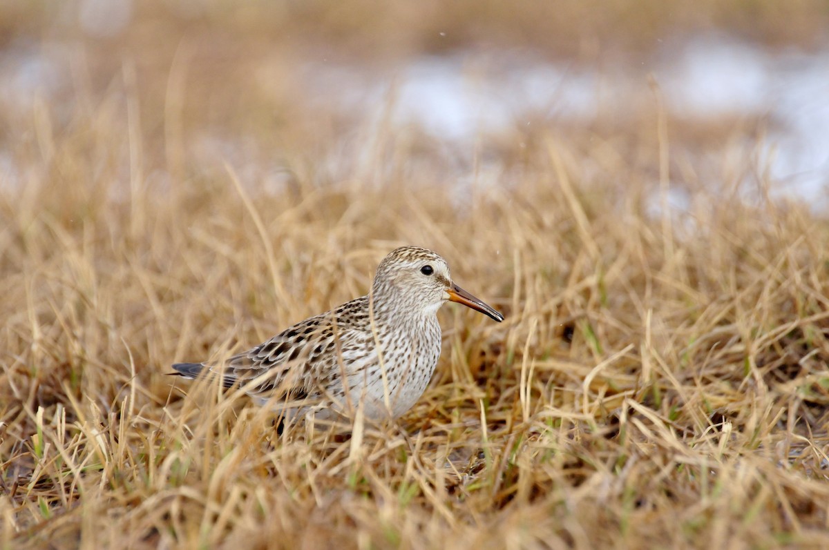 White-rumped Sandpiper - ML496908191