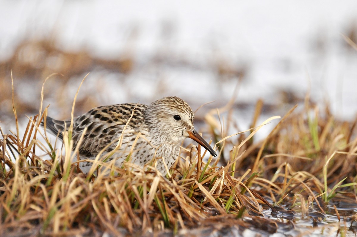 White-rumped Sandpiper - ML496908211