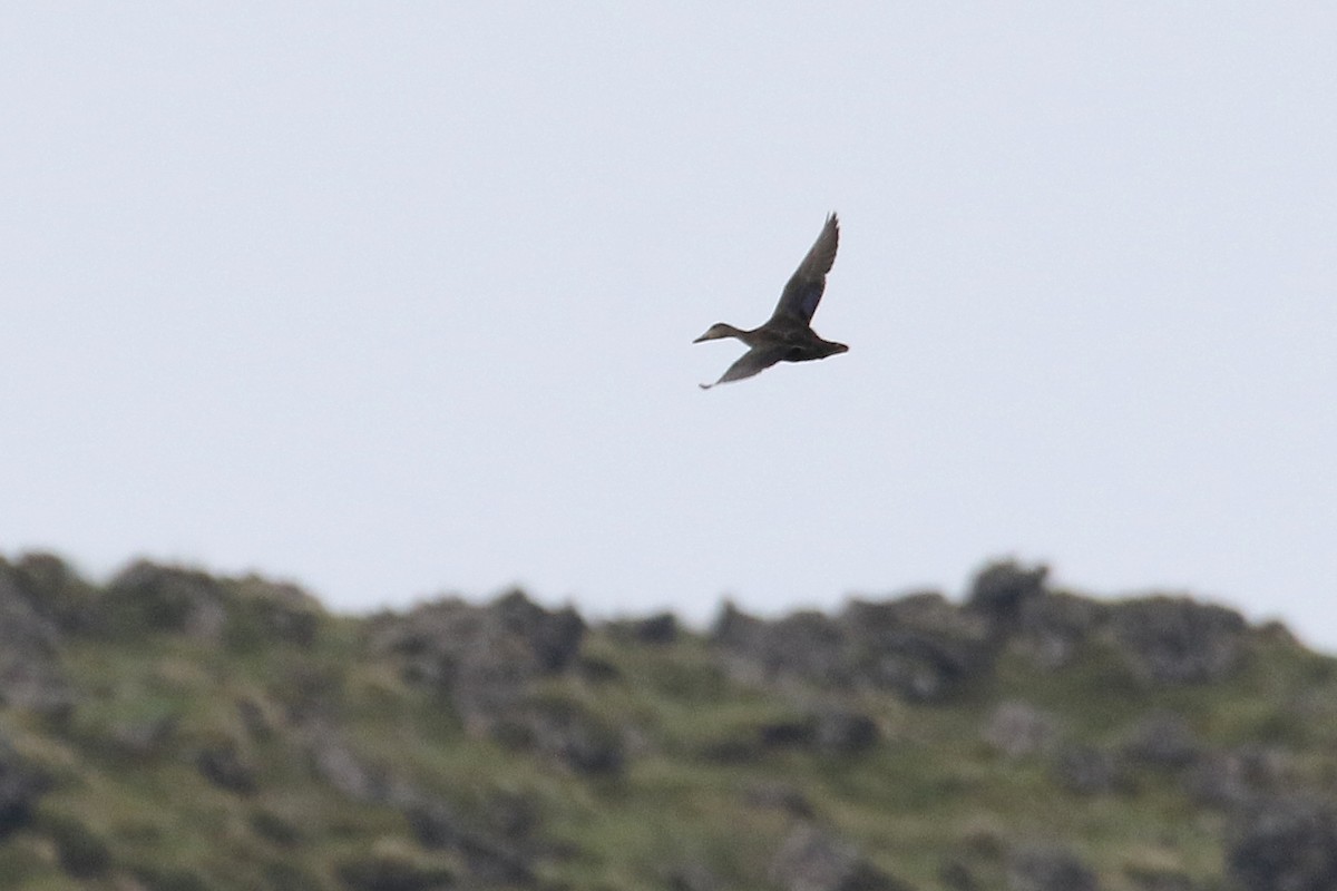 American Black Duck - ML496909391