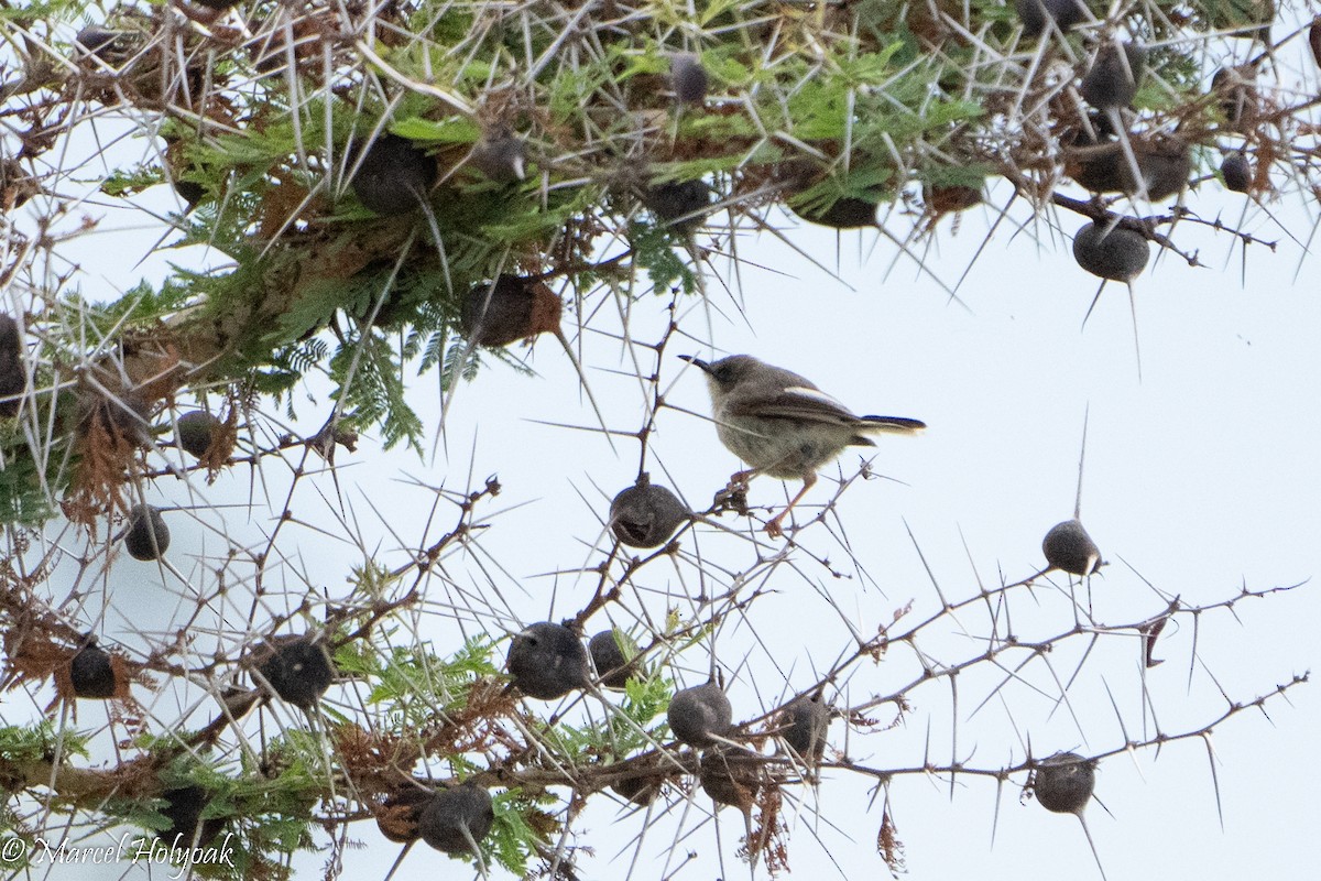Karamoja Apalis - Marcel Holyoak