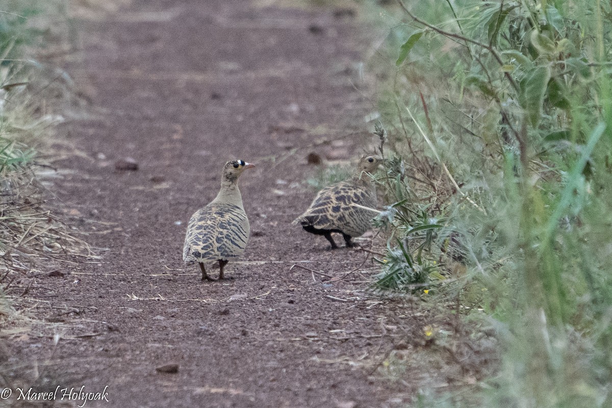 Four-banded Sandgrouse - ML496910141