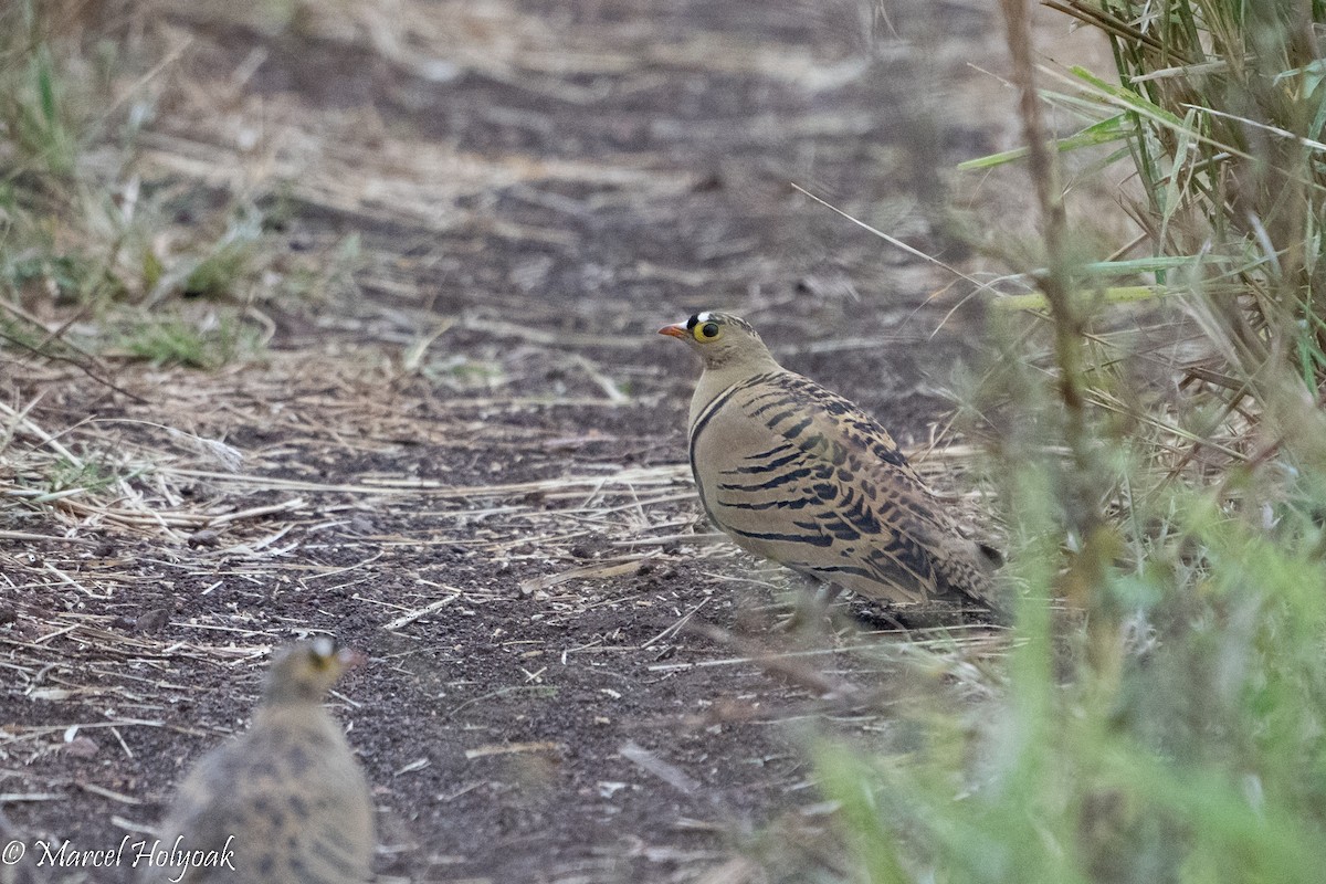 Four-banded Sandgrouse - Marcel Holyoak