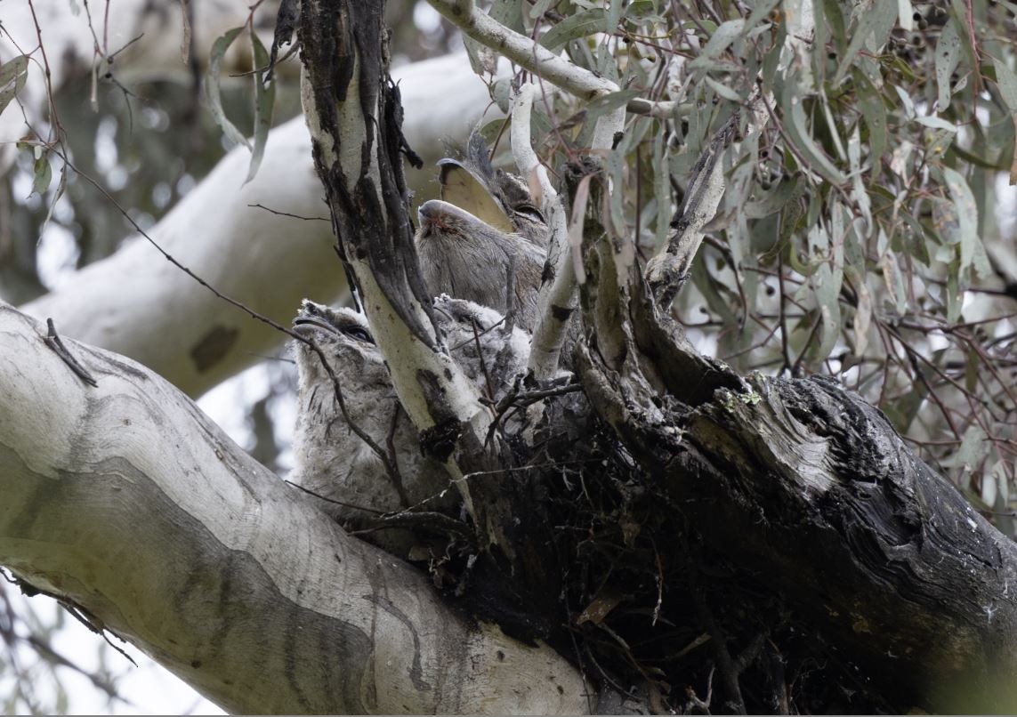 Tawny Frogmouth - ML496910391