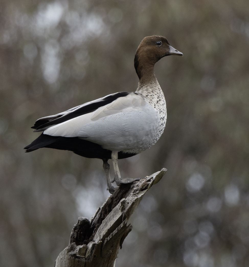 Maned Duck - ML496910471