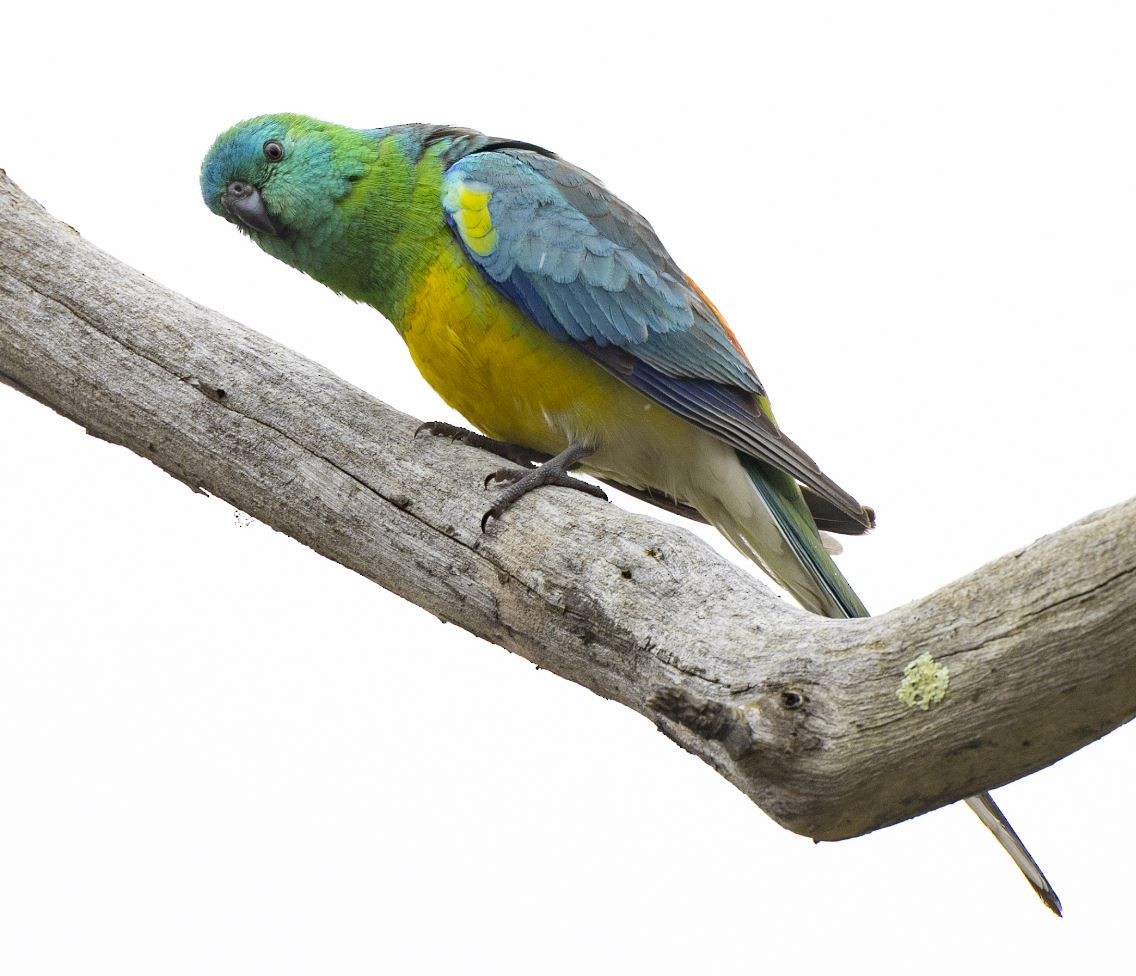 Red-rumped Parrot - Julian Robinson