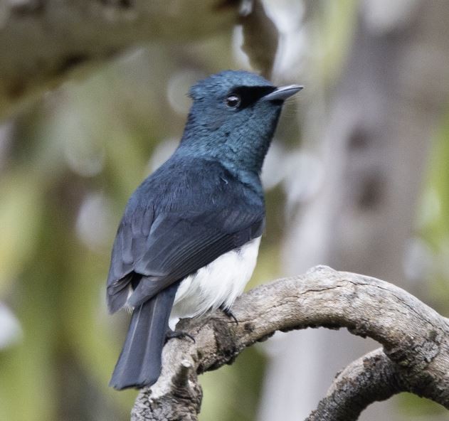 Satin Flycatcher - ML496910761