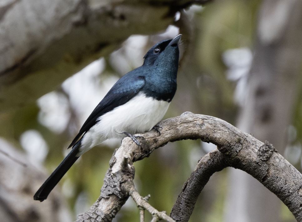 Satin Flycatcher - ML496910771