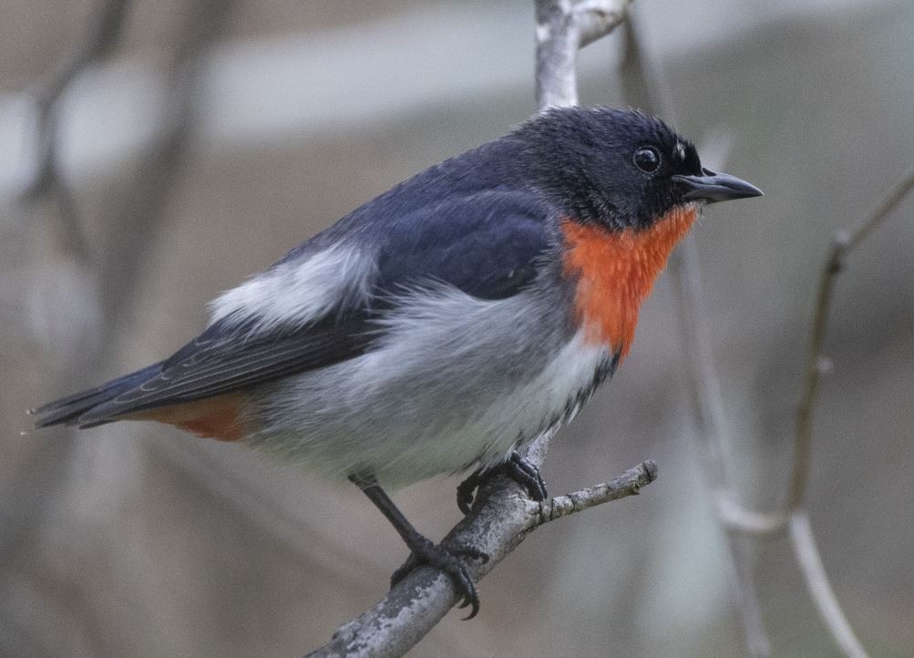 Mistletoebird - ML496910851