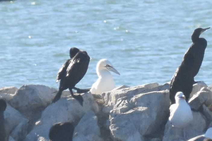 Northern Gannet - ML496911041