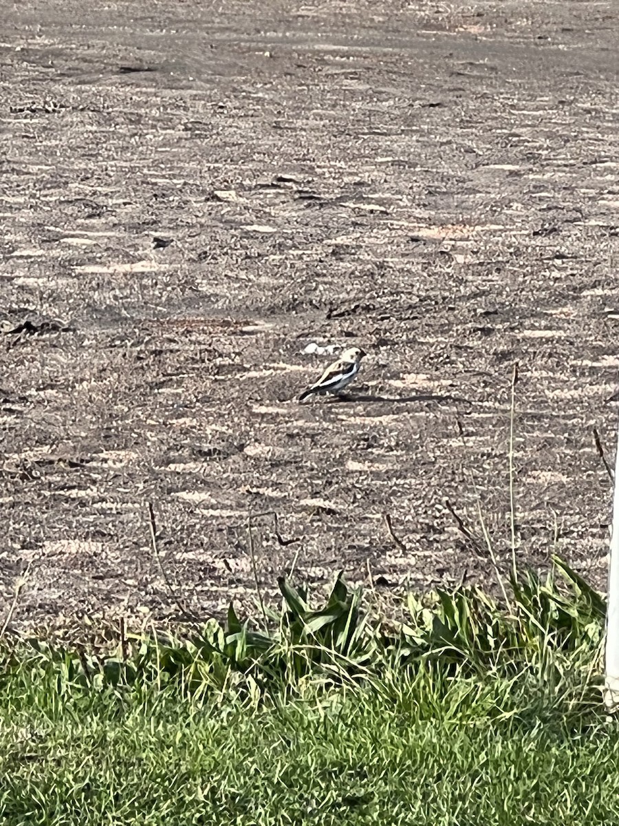 Zigolo delle nevi - ML496912371