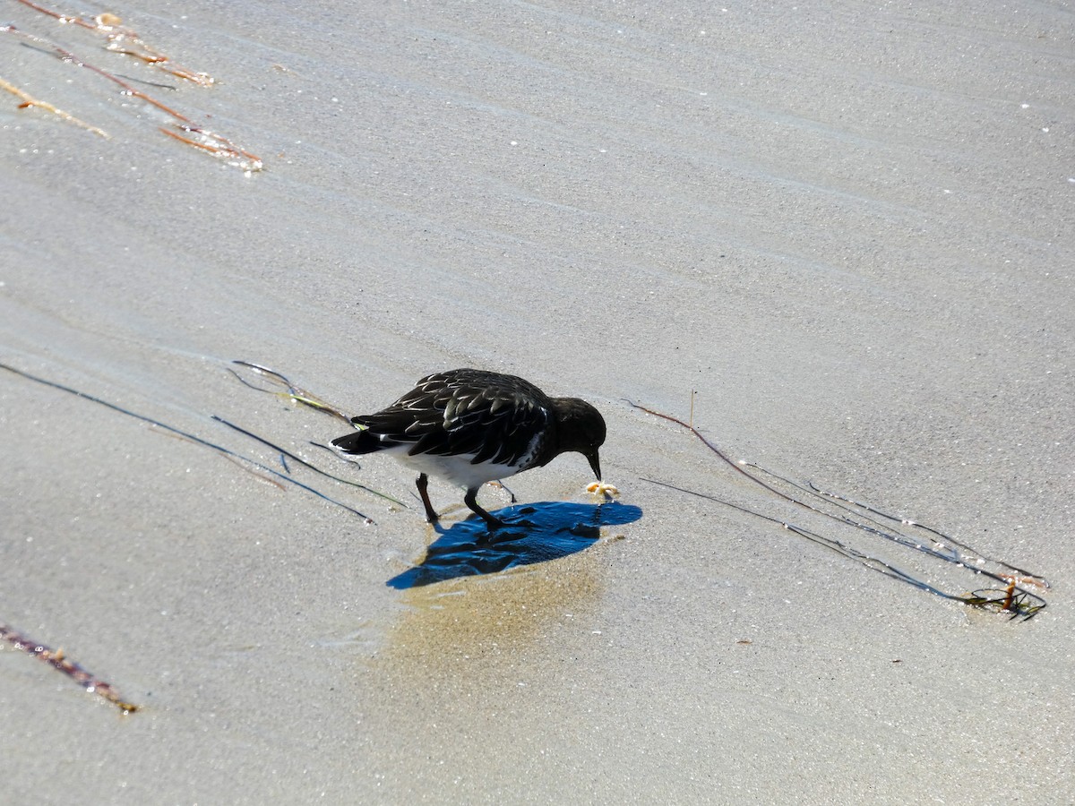 Black Turnstone - Lisa Willemsen