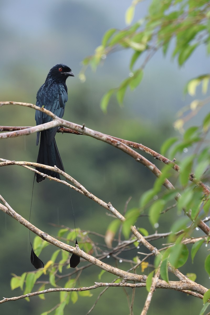 Greater Racket-tailed Drongo - ML496912791