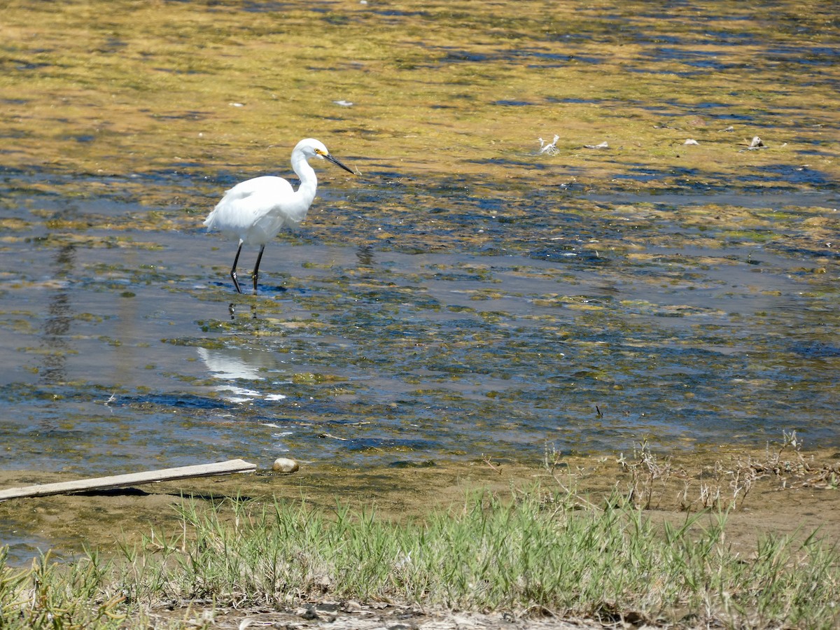 Snowy Egret - Lisa Willemsen