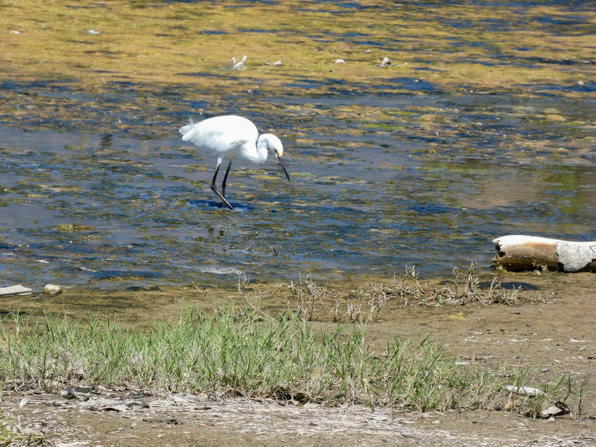 Snowy Egret - Lisa Willemsen