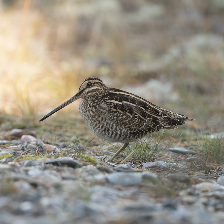 Wilson's Snipe - ML496914111