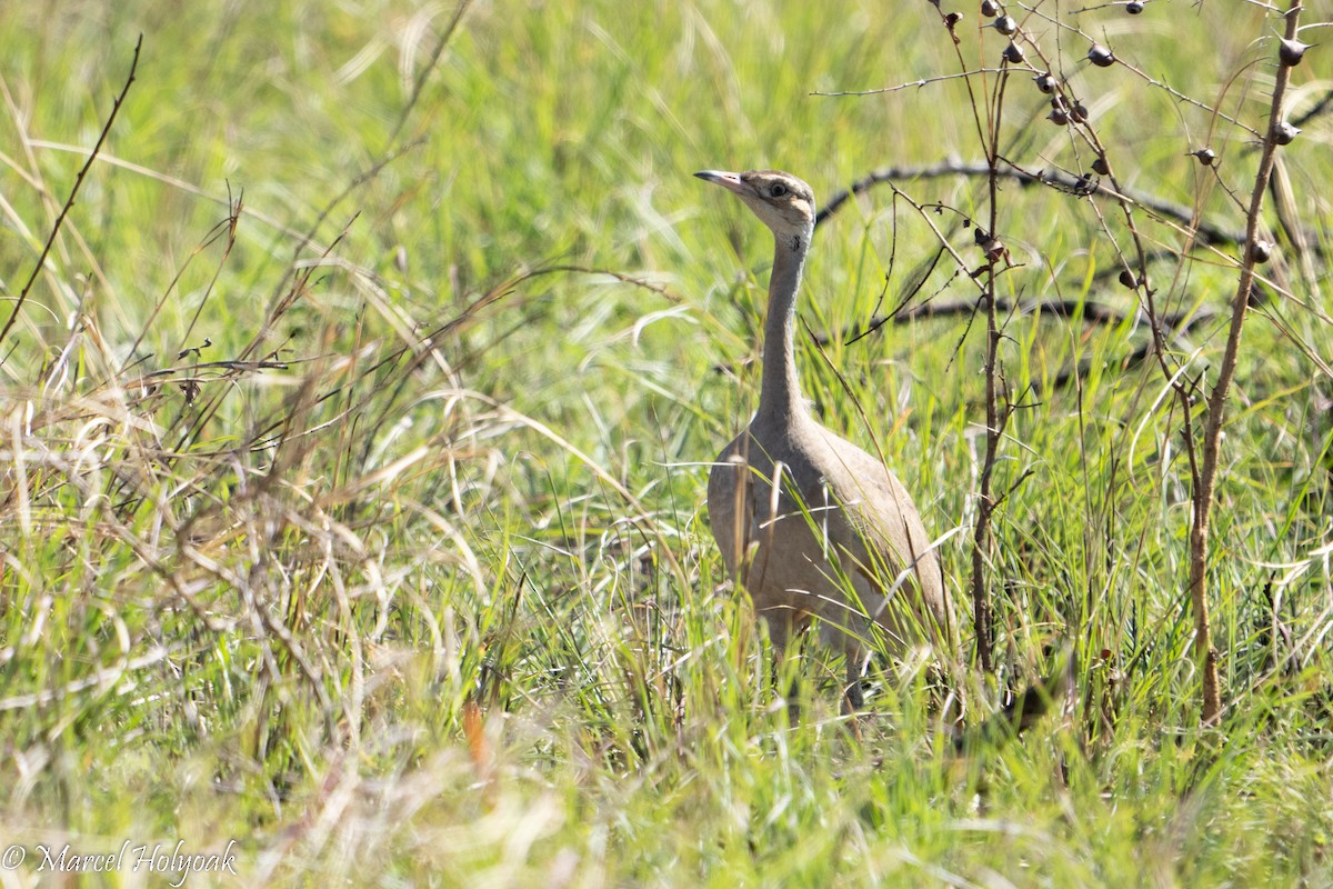 White-bellied Bustard - ML496914511